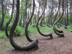 Crooked Forest Poland