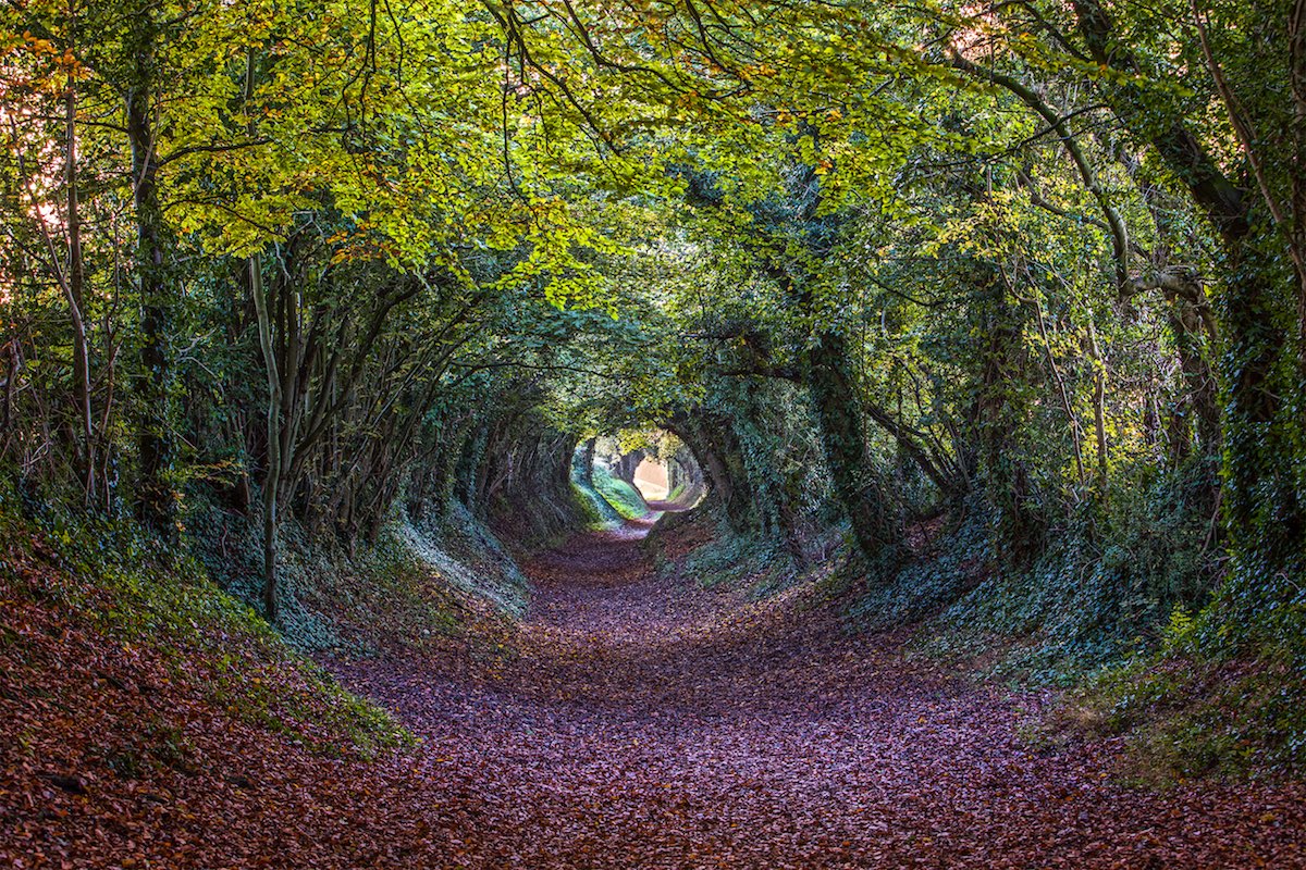 Halnaker Tree Tunnel