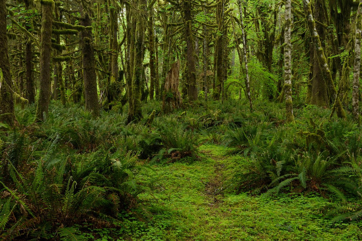 Quinault Rain Forest Washington