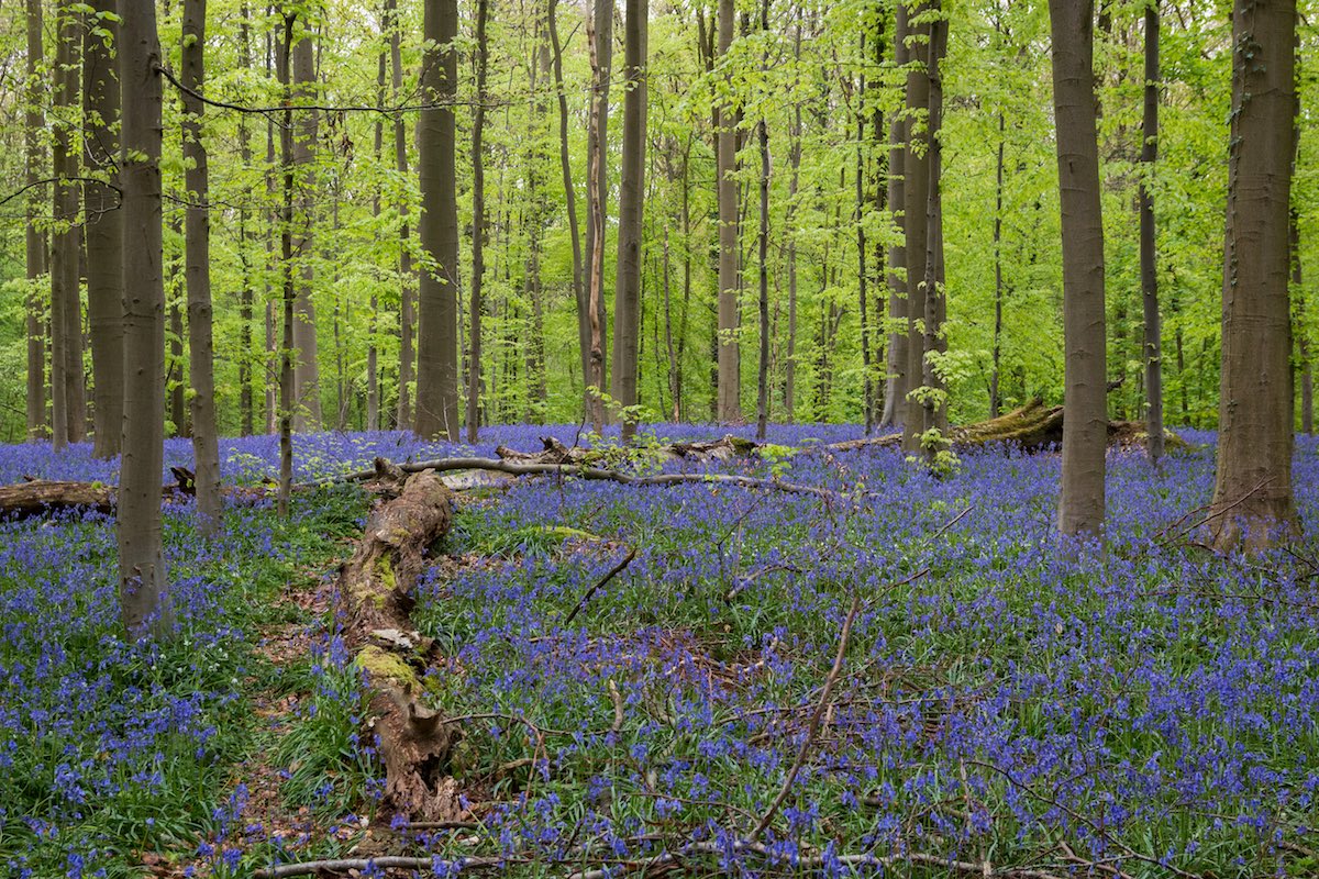 The Blue Forrest Belgium